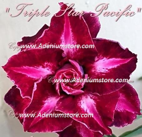 Adenium Triple Star Pacific 5 Seeds - Click Image to Close